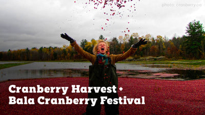 Cranberry Harvest + Bala Cranberry Festival